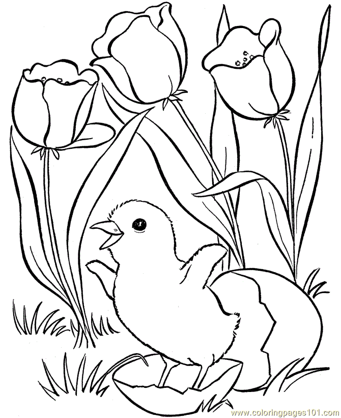 Coloring Pages Spring (Birds > Chicks, Hens and Roosters) - free 