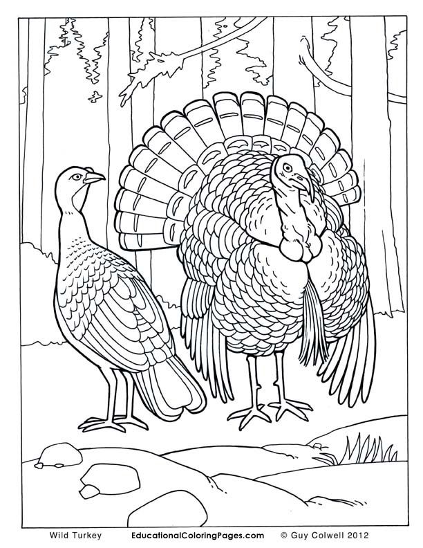 Funny Turkey Thanksgiving Coloring Pages