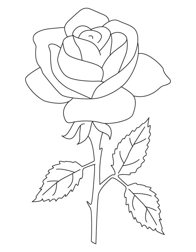 The National Flower Rose | Download Free The National Flower Rose 