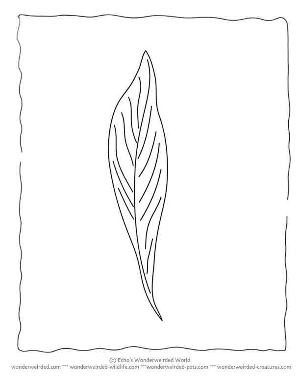 Bay Leaf Coloring Page, Our Coloring Pages of Leaves with Bay Leaf 