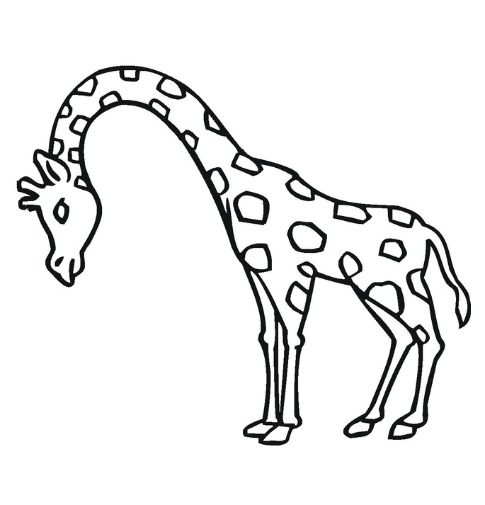 Download Giraffe Coloring Pictures To Print Or Print Giraffe 