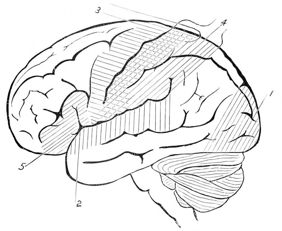 Vector Of A Cartoon Running Brain Coloring Page Outline By Ron 