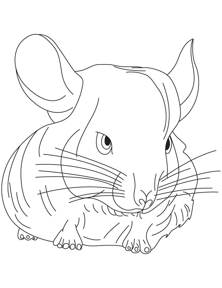 Chinchilla Coloring Pages 8 | Free Printable Coloring Pages