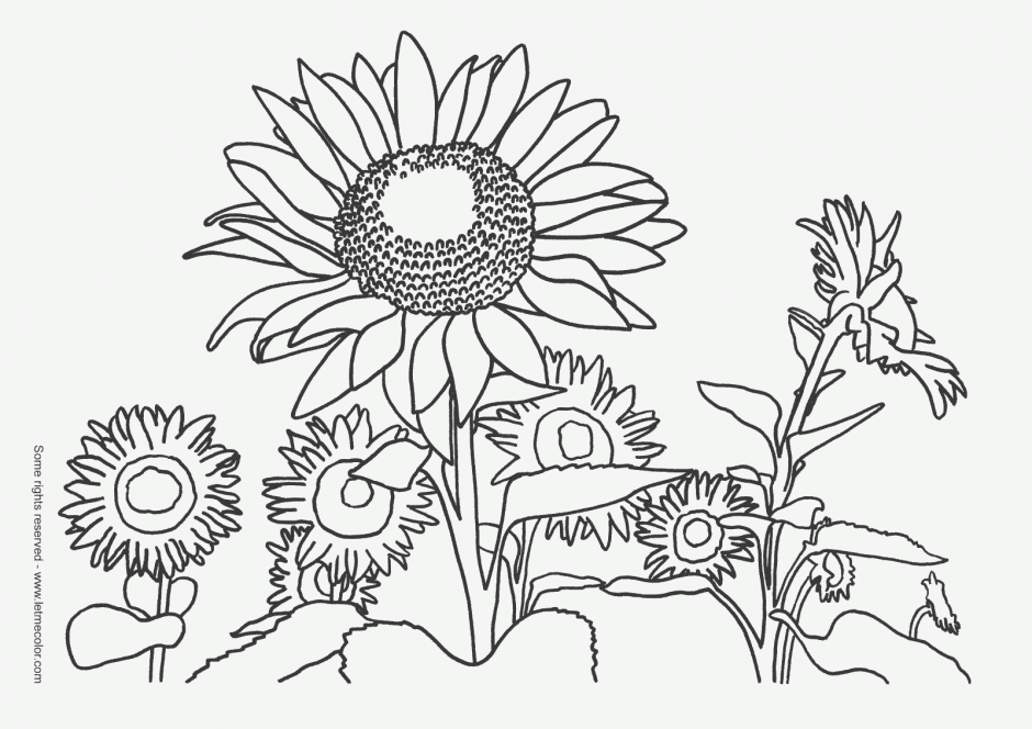 Nature Coloring Pages For Kids 291026 Photosynthesis Coloring Page