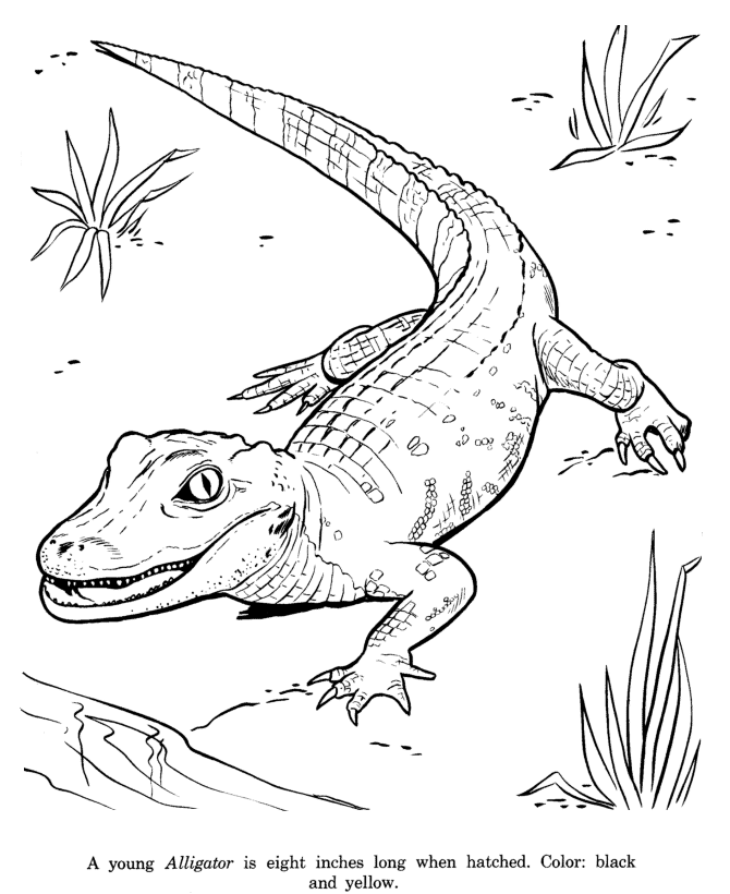 Animal Drawings Coloring Pages | Alligator animal identification 