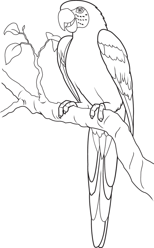 Free Printable Parrot Coloring Page