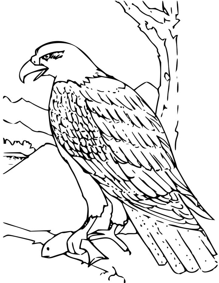 Bald Eagle Coloring Page for Kids - Free Printable Picture