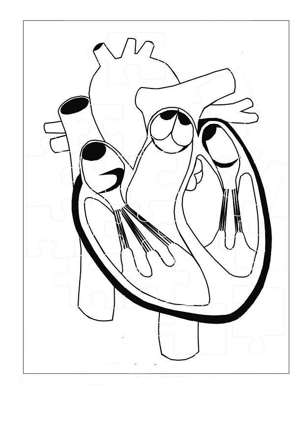 Human Eye Coloring Pages