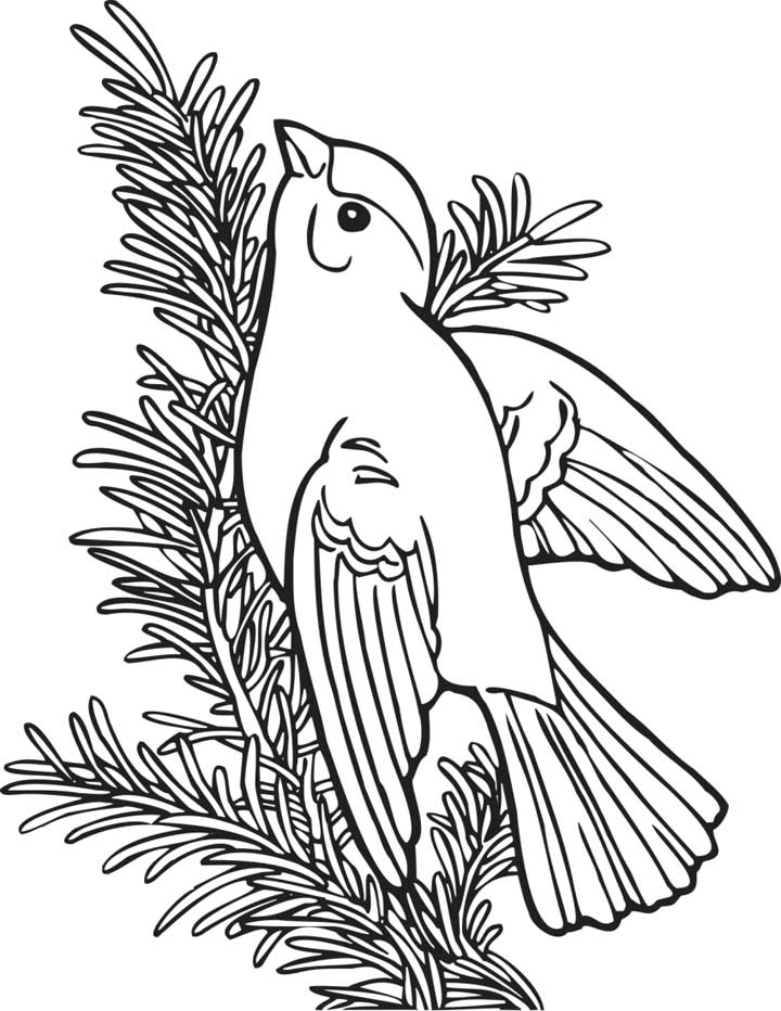 willow goldfinch Colouring Pages