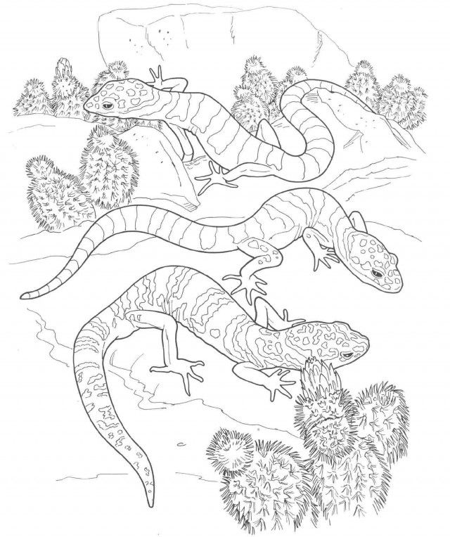 Geckos Colouring Pages Id 105380 Uncategorized Yoand 224491 Gecko 