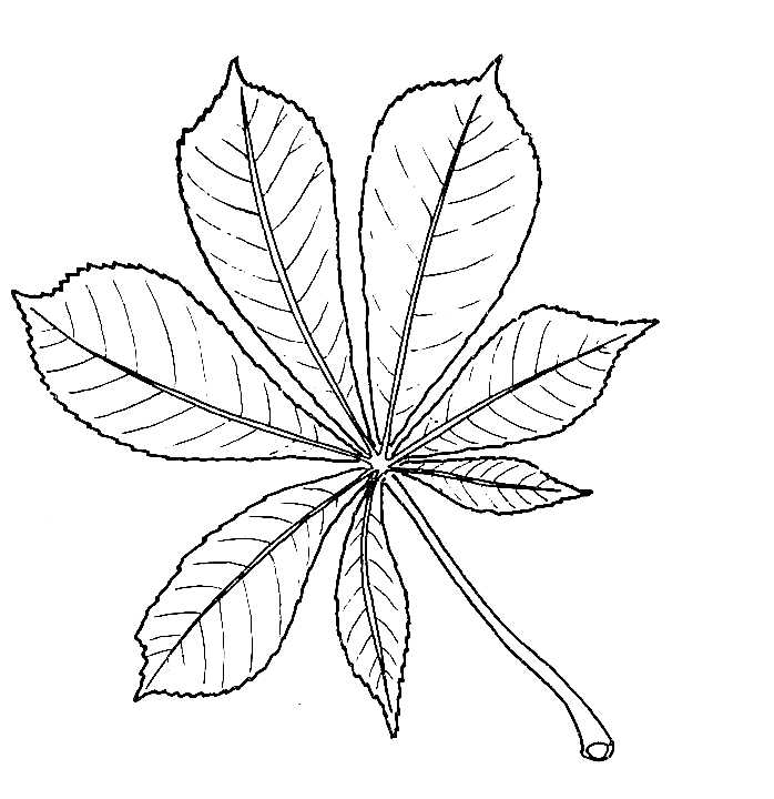 Biological Drawing of Horse-chestnut Leaf | Resources for Biology 