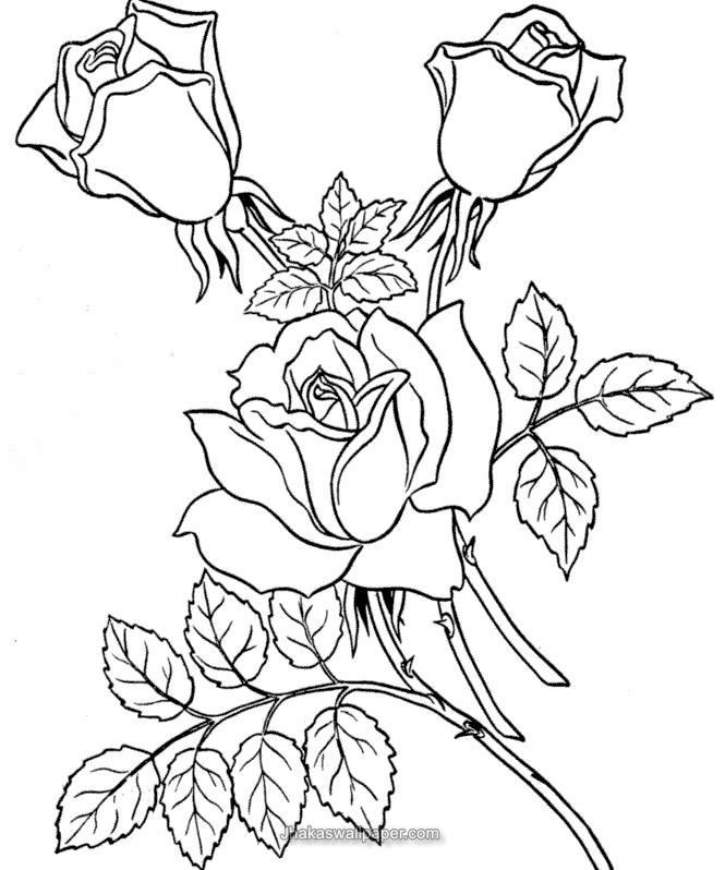 Printable Rose Flower Coloring Pages | Jhakaswallpaper.