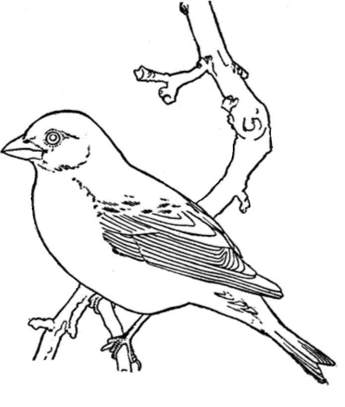 Pictures Big Bird Cage Coloring Pages - Bird Coloring Pages : Free 