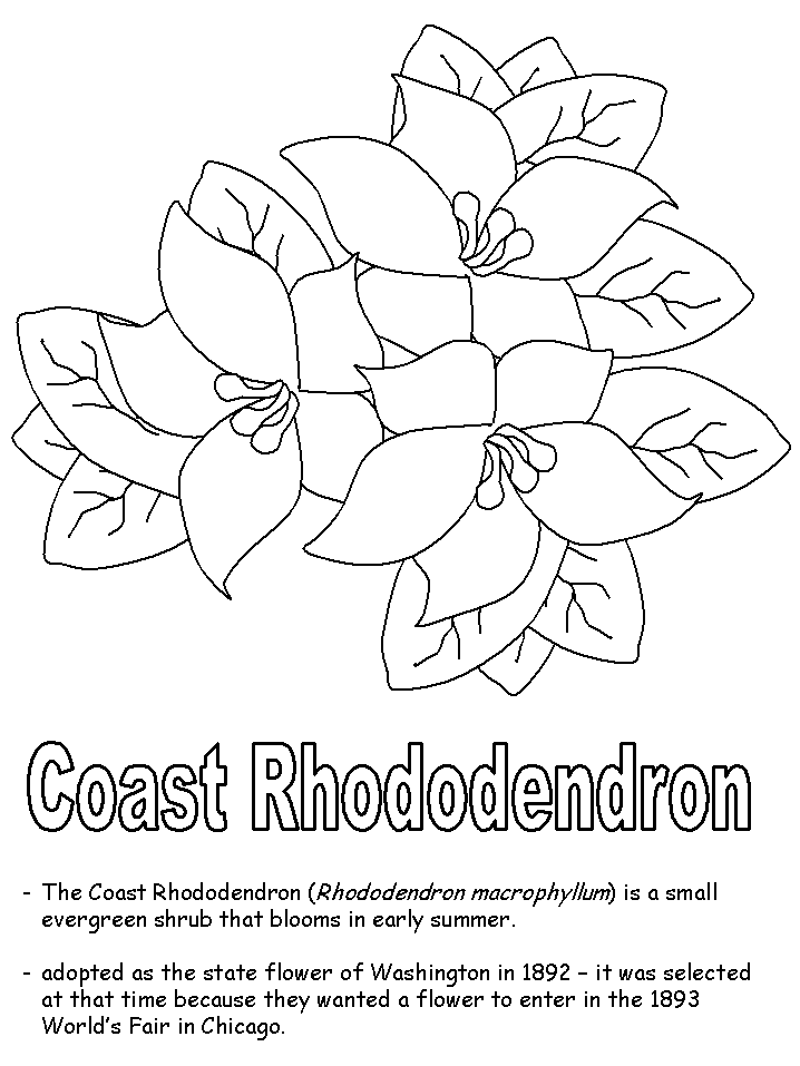 Coast Rhododendron coloring page