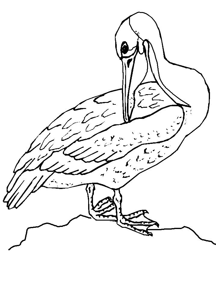 Coloring pages » Elegan Bird Coloring pages | coloring pages