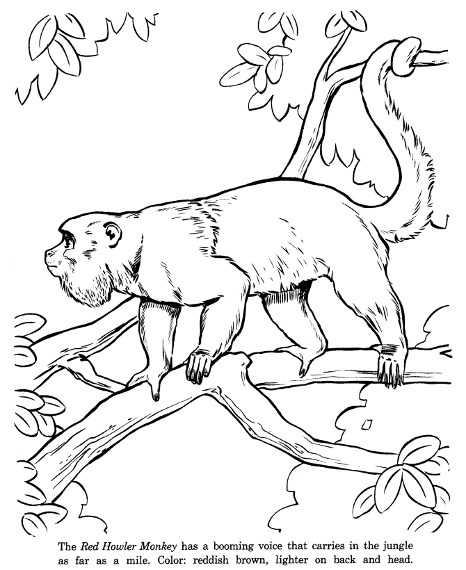 Animal Drawings Coloring Pages | Red Howler Monkey animal 