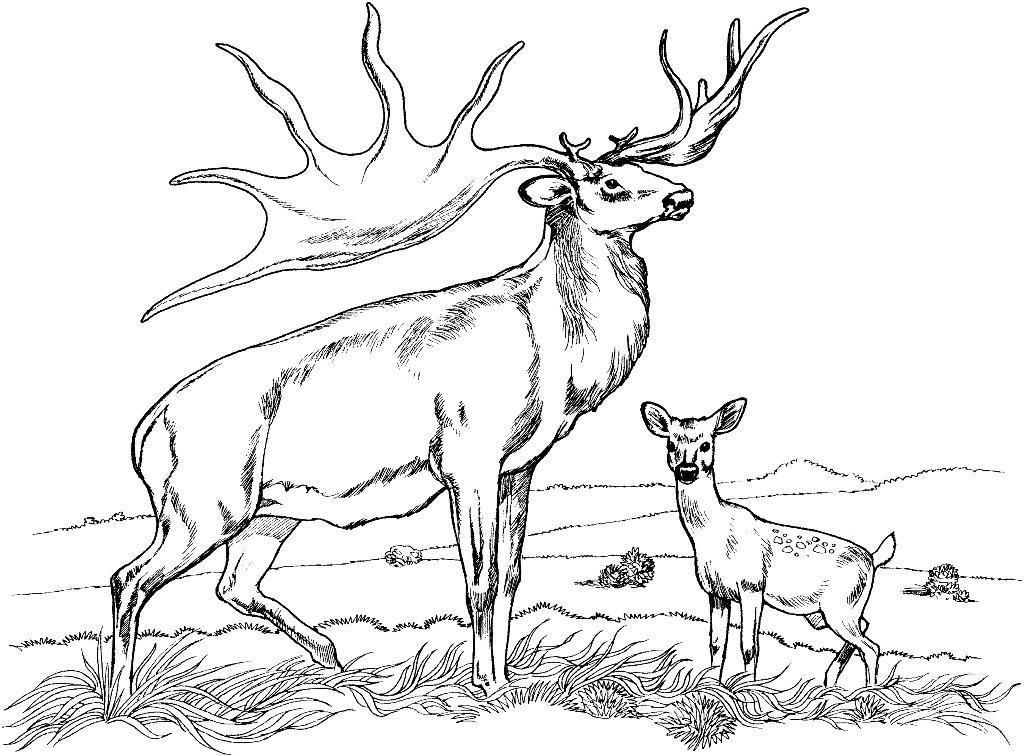 Printable Deer Coloring Pages | ThoughtfulCardSender.