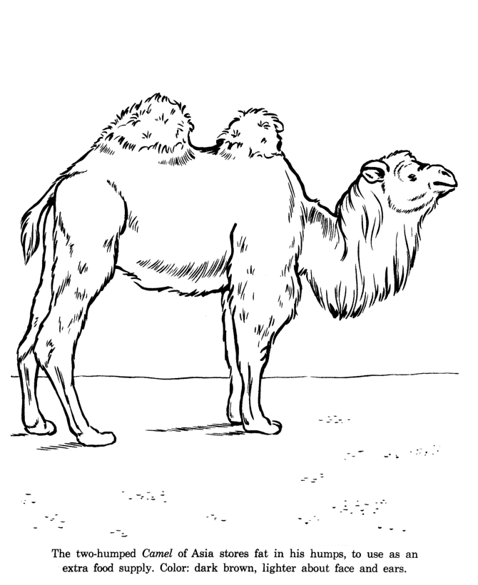 Animal Drawings Coloring Pages | Asian Camel animal identification 