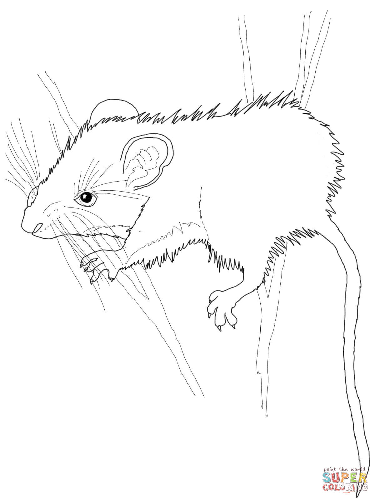 Deer Mouse coloring page | Free Printable Coloring Pages