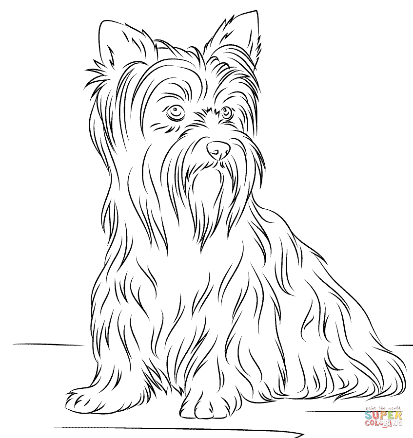 Yorkshire Terrier coloring page | Free Printable Coloring Pages