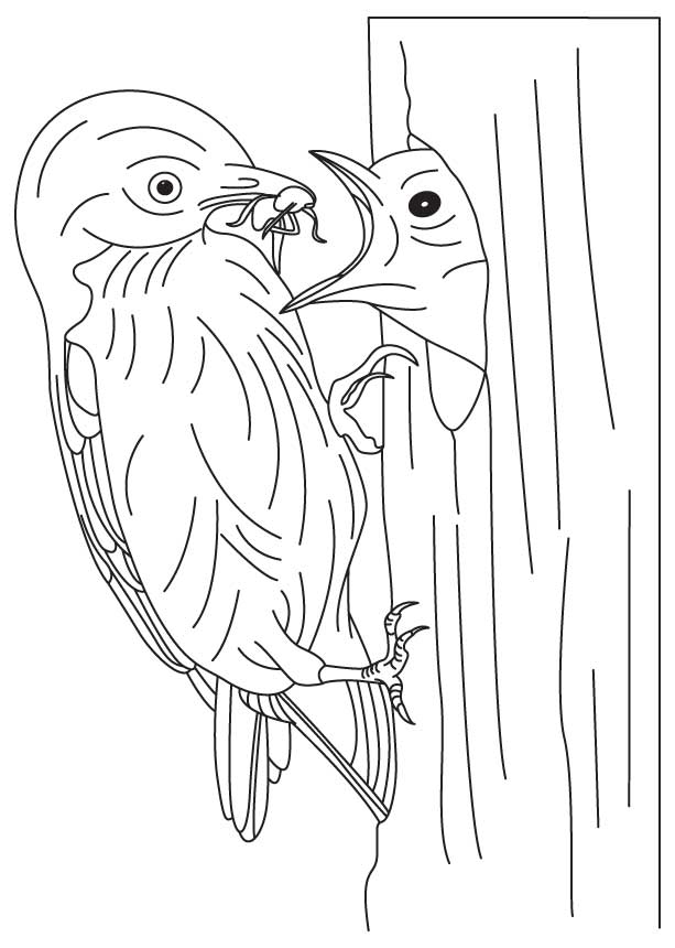 Bluebird feeding its baby coloring page | Download Free Bluebird feeding  its baby coloring page for kids | Best Coloring Pages