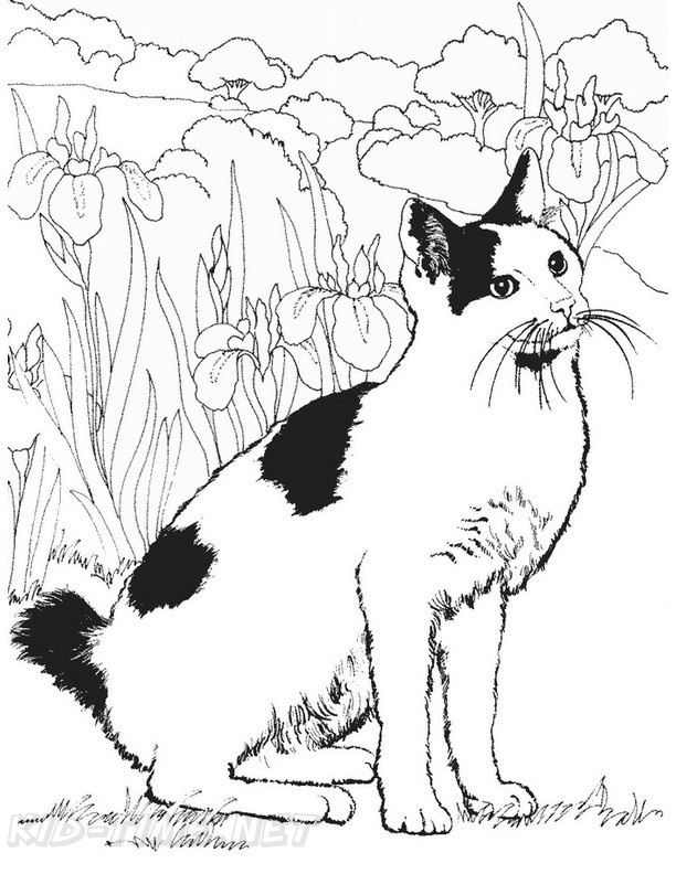 Realistic Cats Coloring Book Page