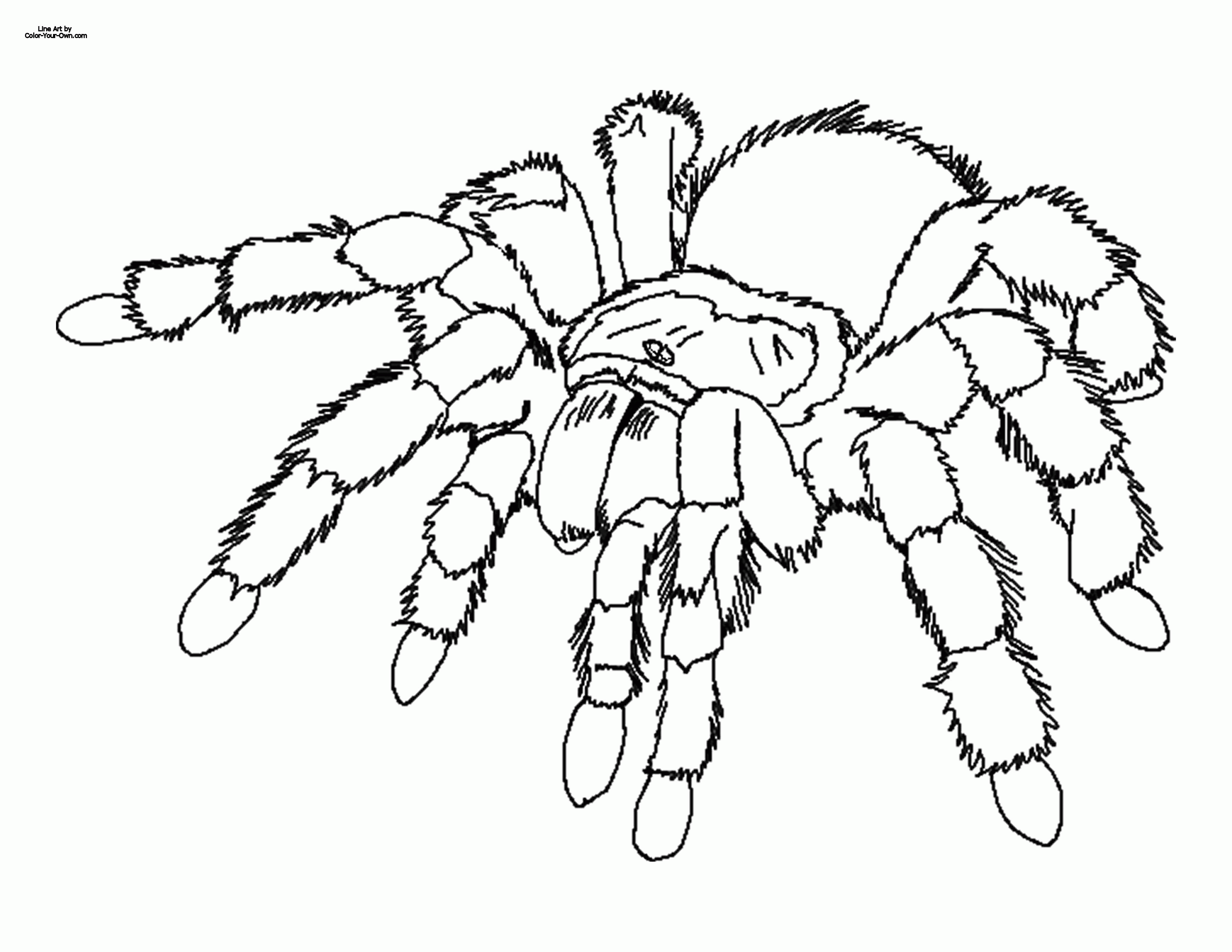 Spider Colouring In Page - Coloring Page Photos