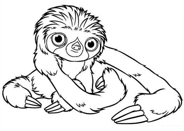 Sloth, Baby Sloth Coloring Page: Baby Sloth Coloring PageFull Size ...