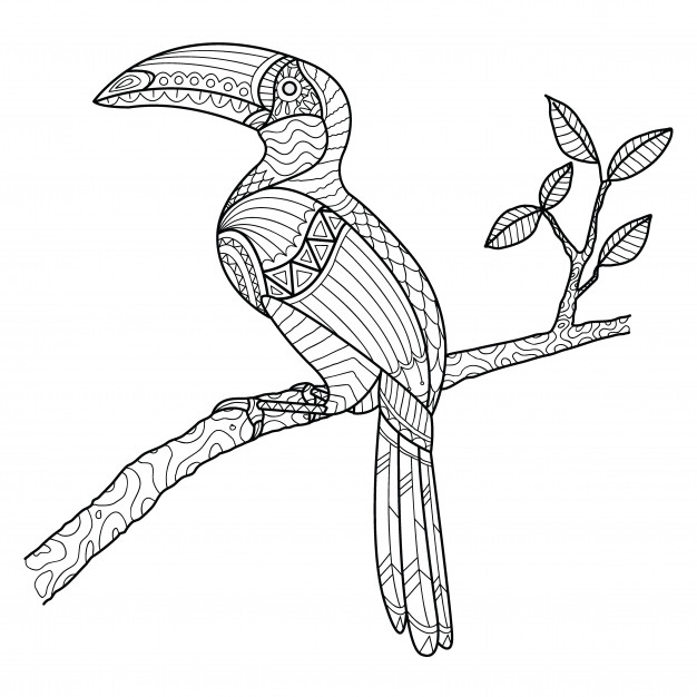 Hornbill coloring page hand drawn | Premium Vector