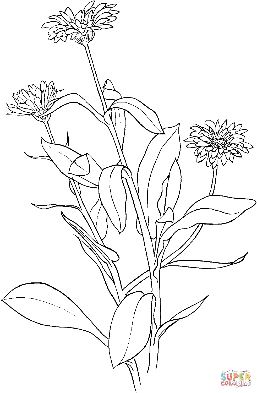 Marigold coloring page | Free Printable Coloring Pages