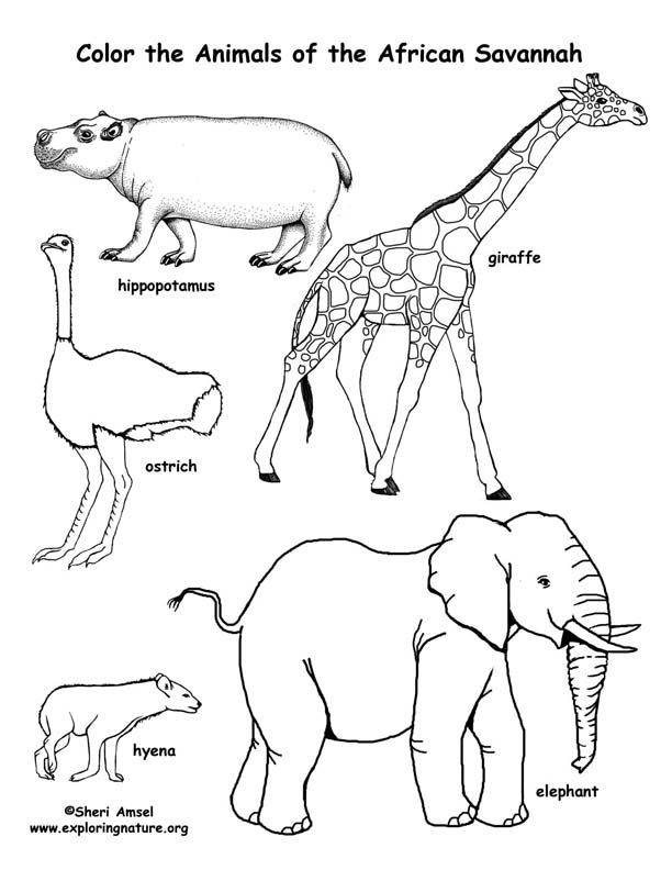 Savanna (African) Animals Coloring Page -- Exploring Nature 