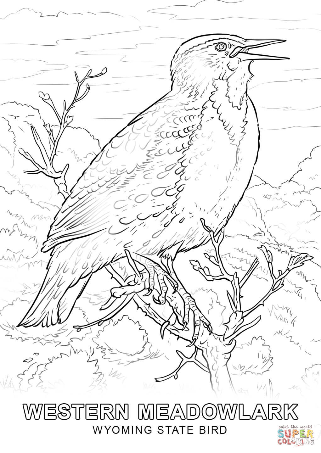 Wyoming State Bird coloring page | Free Printable Coloring Pages