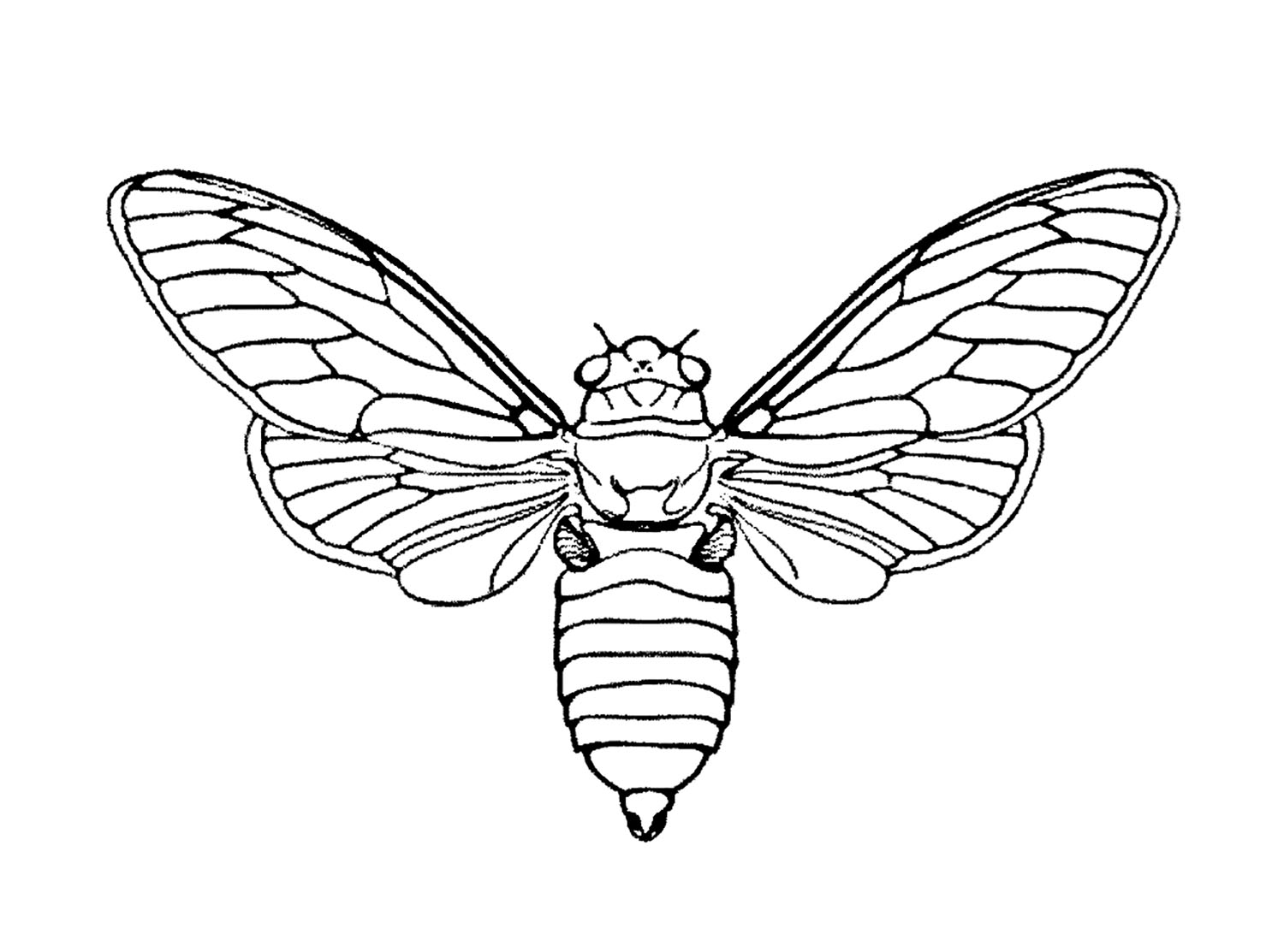 Moth - Butterflies Kids Coloring Pages