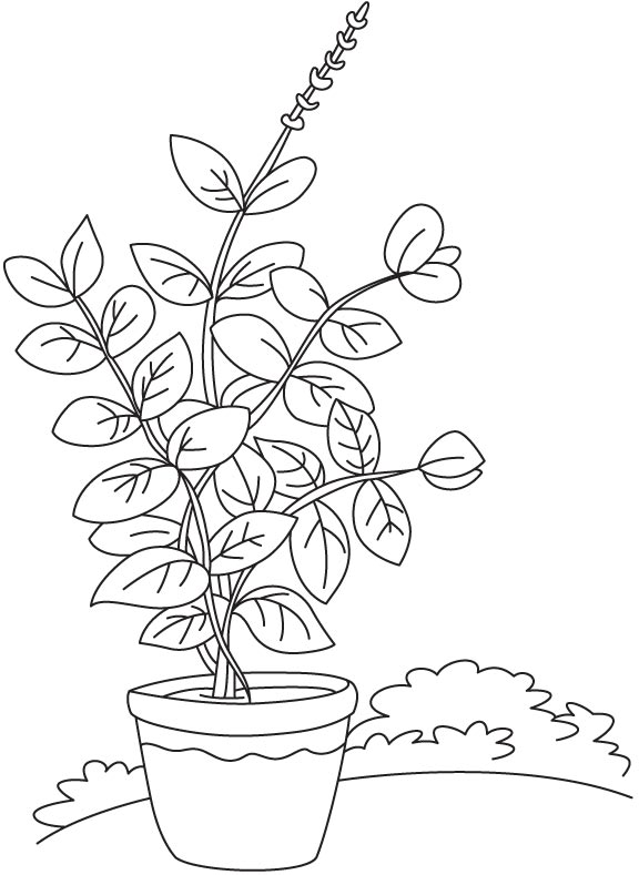 Basil vase plant coloring page | Download Free Basil vase plant coloring  page for kids | Best Coloring Pages