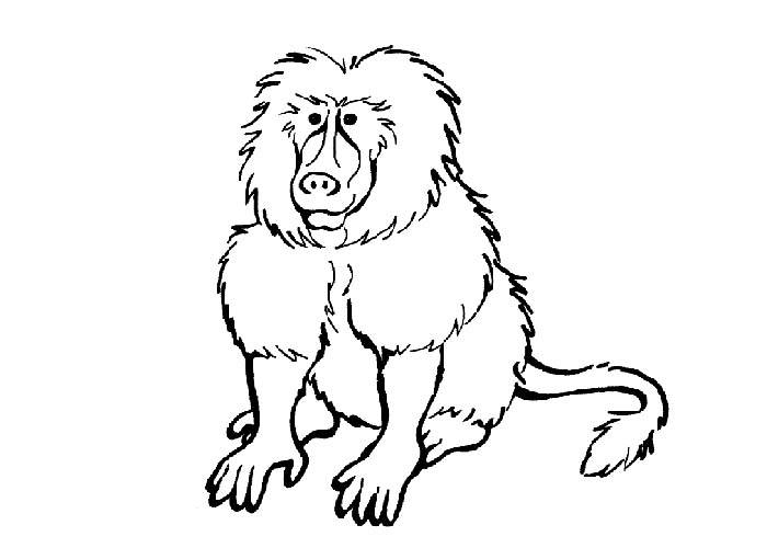 Baboon coloring pages – Coloring pages