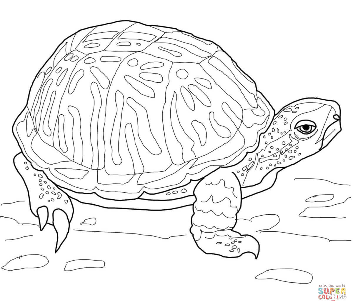 Ornate Box Turtle coloring page | Free Printable Coloring Pages