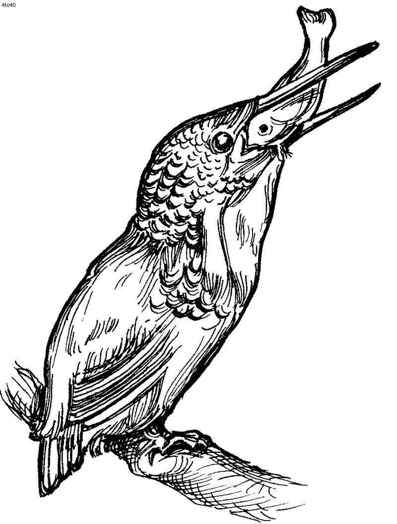 Kingfisher Coloring Page - Kids Portal For Parents