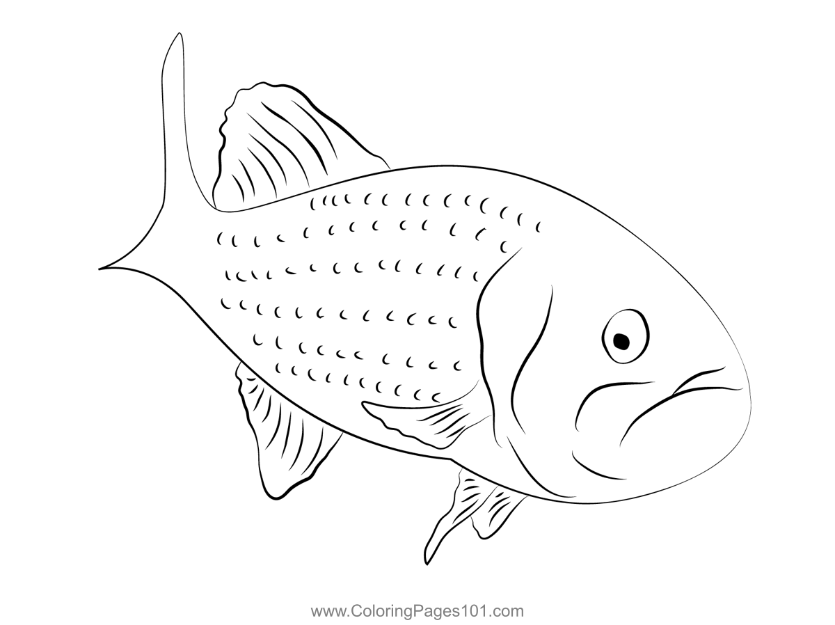 Largemouth Bass Coloring Page for Kids - Free Basses Printable Coloring  Pages Online for Kids - ColoringPages101.com | Coloring Pages for Kids
