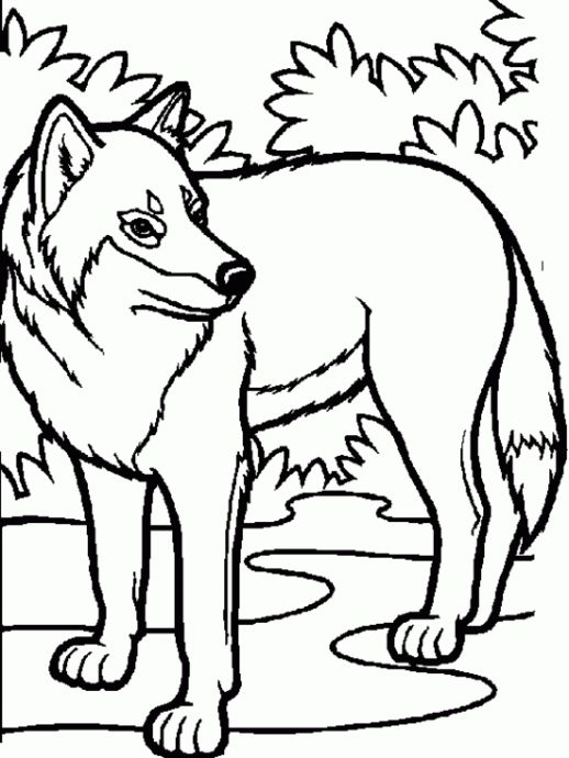 Arctic Wolf Drawing - ClipArt Best | Wolf colors, Horse coloring pages,  Animal coloring pages