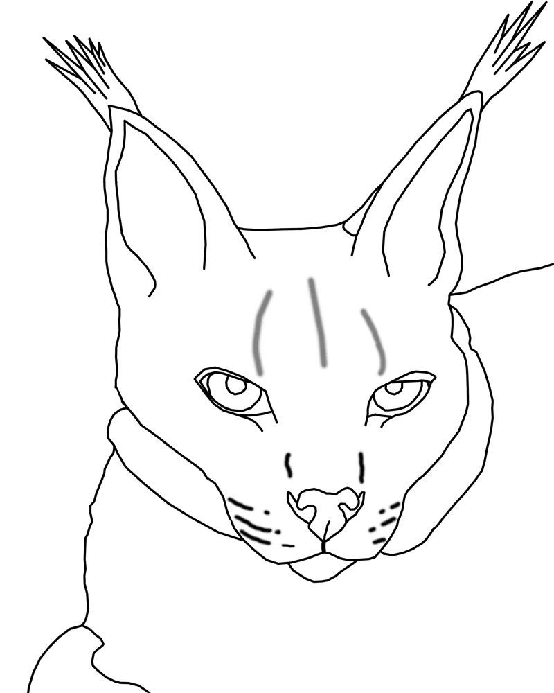 Lynx Coloring Pages - Best Coloring ...