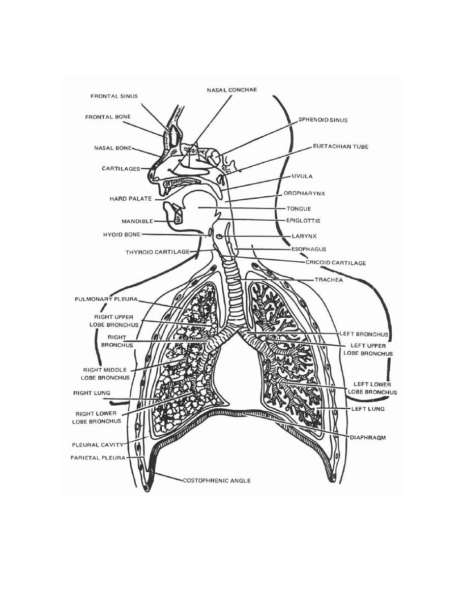 Human Respiratory System Line Diagram - Human Anatomy Diagram