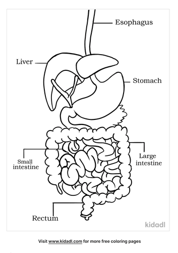 Digestive System Coloring Page. Free Human Body Coloring Page ...