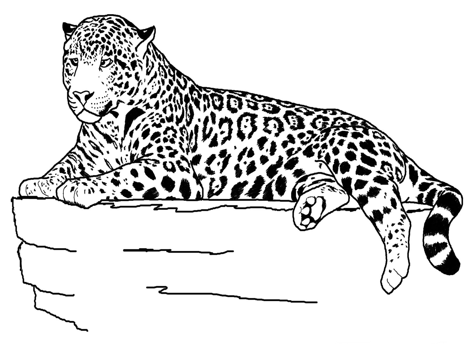 Amur Leopard Coloring Pages - Get Coloring Pages