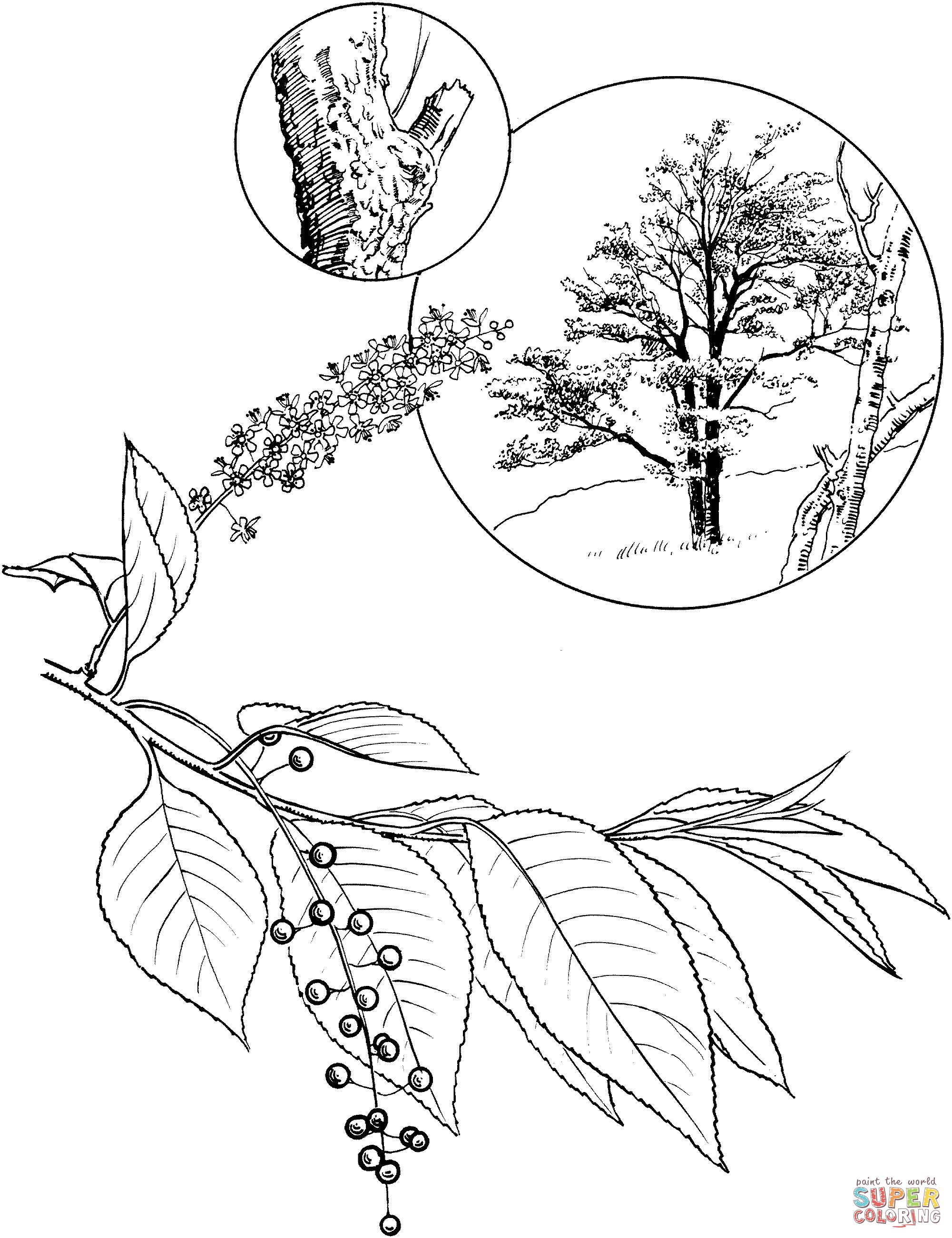 Cherry Blossoms coloring page | Free Printable Coloring Pages