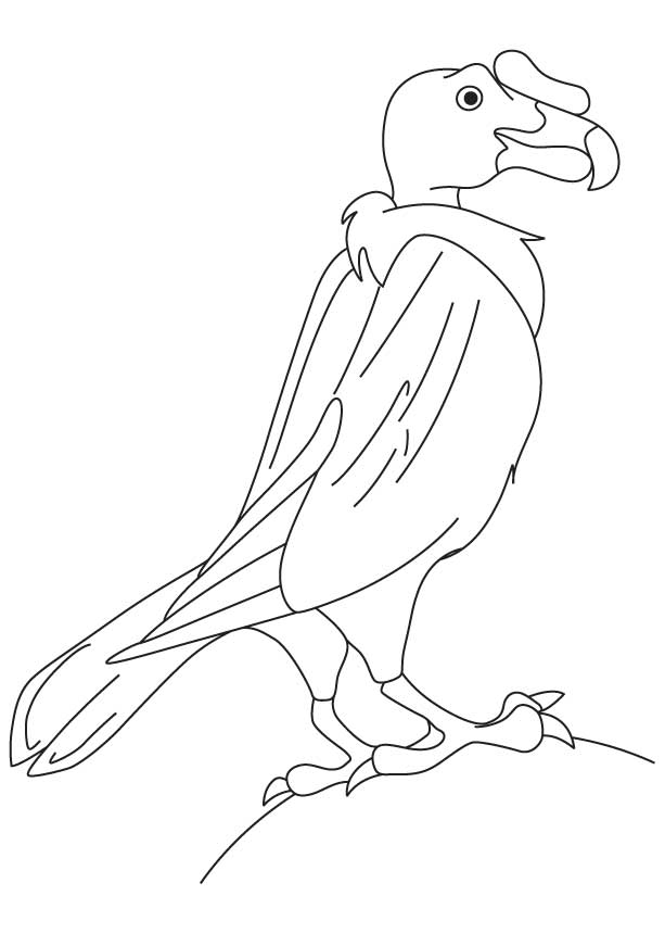 New world vulture coloring page | Download Free New world vulture coloring  page for kids | Best Coloring Pages