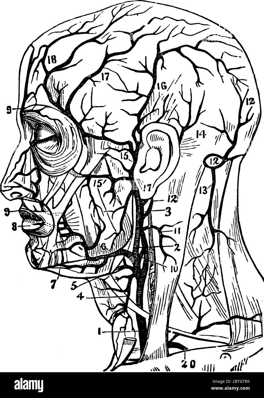 The Arteries are the blood vessels that takes oxygen-rich blood away from  the heart to the tissues of the body, vintage line drawing or engraving  illu Stock Vector Image & Art -