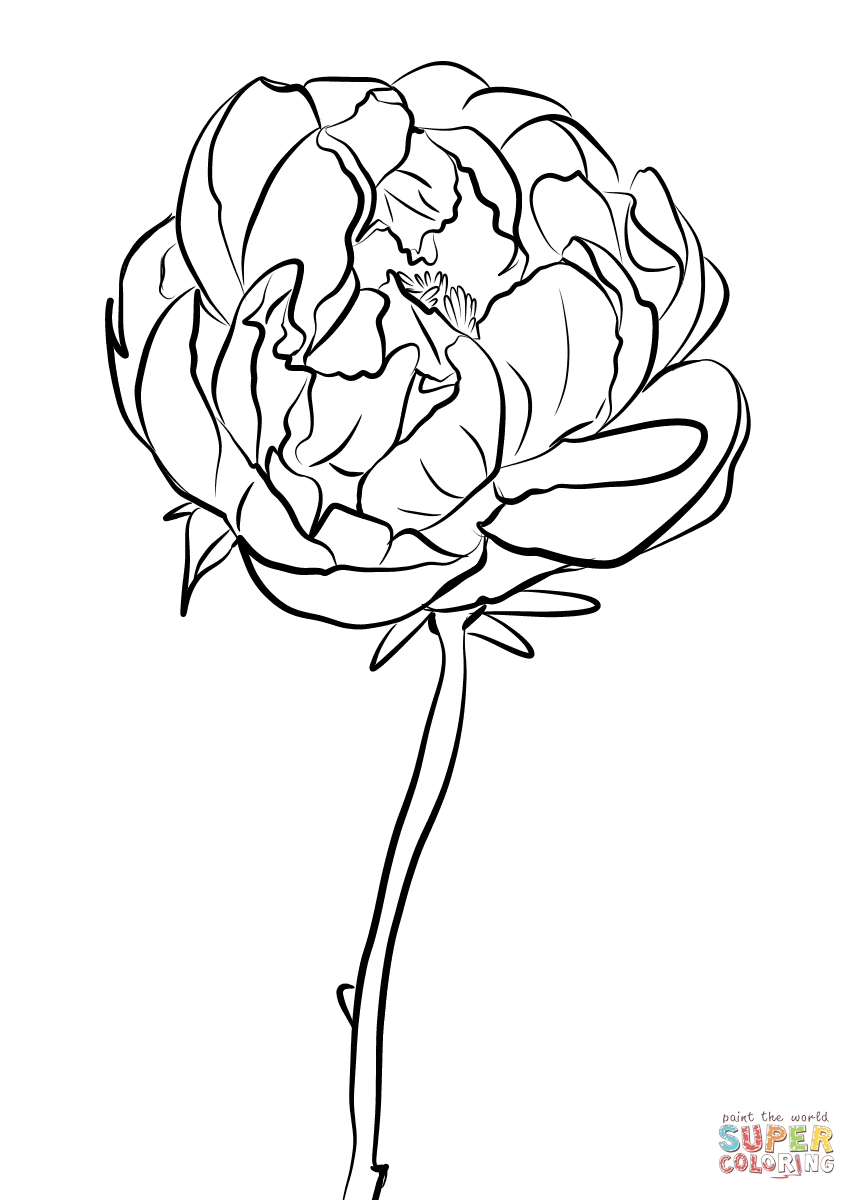 Peony coloring page from Peony category. Select from 26977 printable crafts  of cartoons, nature, animals, Bible and… | Peony drawing, Coloring pages,  Flower drawing