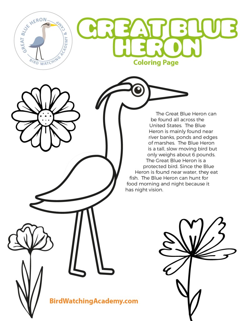 Great Blue Heron Coloring Page - Bird Watching Academy