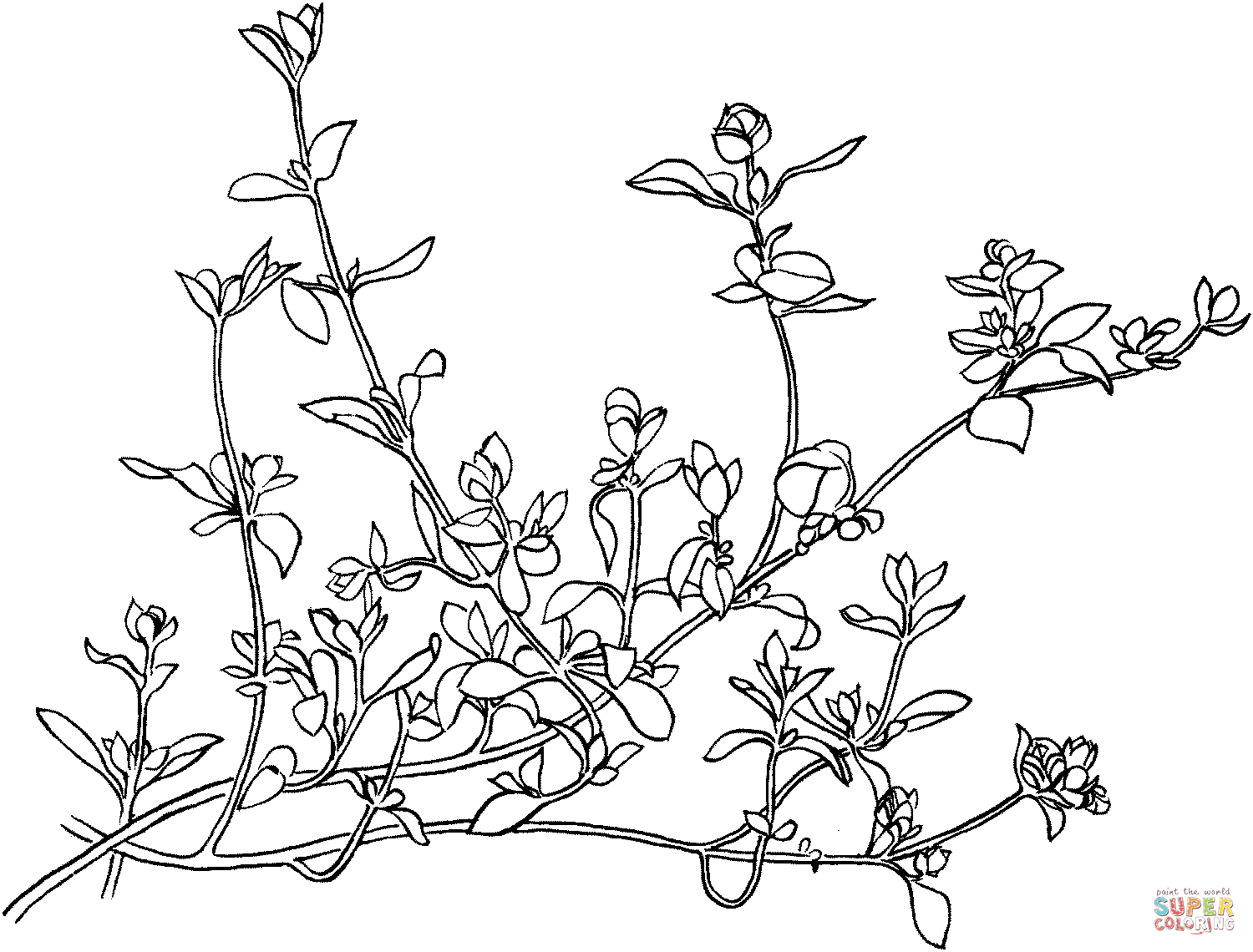 Marjoram 1 coloring page | Free Printable Coloring Pages