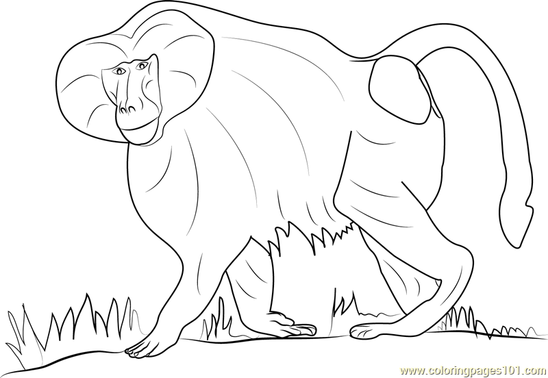 Hamadryas Baboon Coloring Page for Kids - Free Baboon Printable Coloring  Pages Online for Kids - ColoringPages101.com | Coloring Pages for Kids